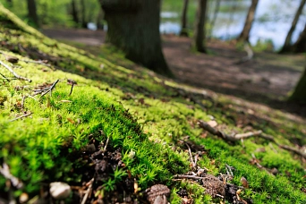 Rundweg am Lütjensee.jpg